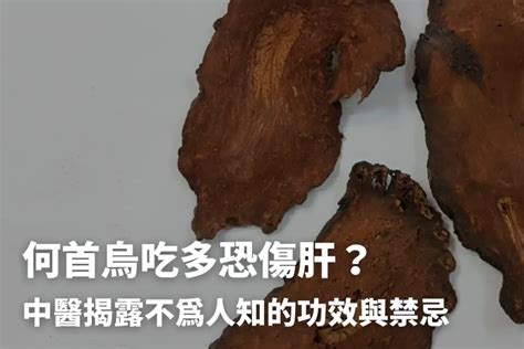 何首烏 功效|何首烏秋冬進補怎麼吃？醫列功效禁忌＋何首烏藥膳做。